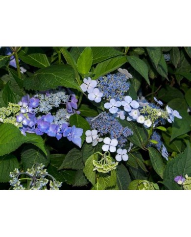 Hydrangea serrata 'Blue Bird'
