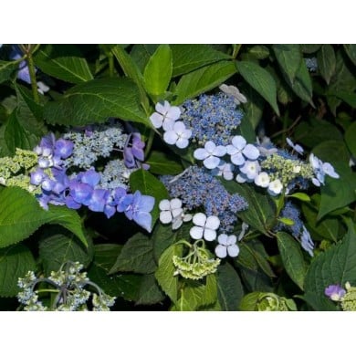 Hydrangea serrata 'Blue Bird'