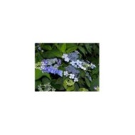 Hydrangea serrata 'Blue Bird'