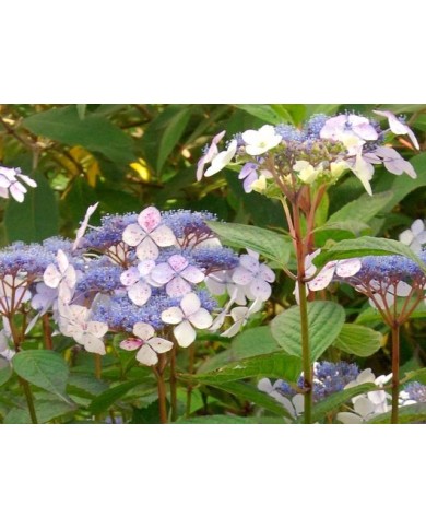 Hydrangea serrata 'Blue Bird'