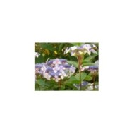 Hydrangea serrata 'Blue Bird'