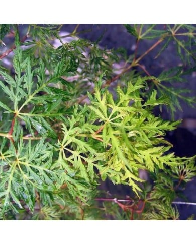 Erable du Japon 'Emerald Lace' (Acer palmatum dissectum) (David J. Stang / wikimedia.org)