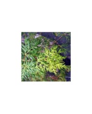 Erable du Japon 'Emerald Lace' (Acer palmatum dissectum) (David J. Stang / wikimedia.org)