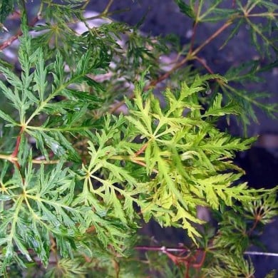 Erable du Japon 'Emerald Lace' (Acer palmatum dissectum) (David J. Stang / wikimedia.org)
