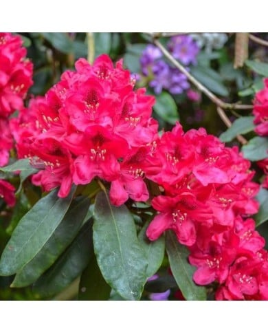 Rhododendron 'Lord Robert'