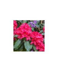 Rhododendron 'Lord Robert'