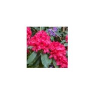 Rhododendron 'Lord Robert'