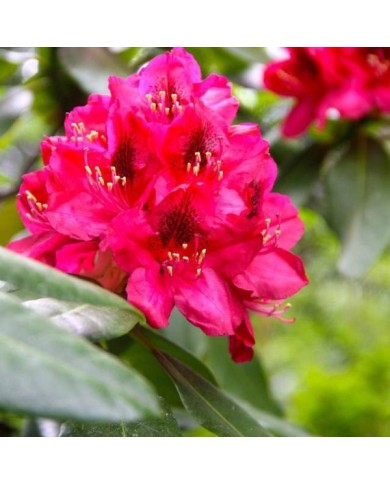 Rhododendron 'Lord Robert' - détail des fleurs