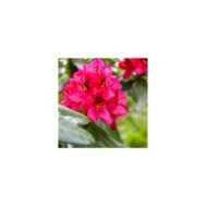 Rhododendron 'Lord Robert' - détail des fleurs