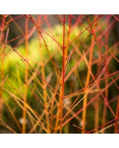 Cornus sanguinea 'Mid Winter Fire'