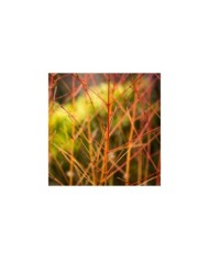 Cornus sanguinea 'Mid Winter Fire'