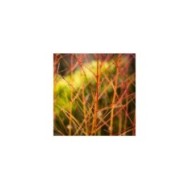 Cornus sanguinea 'Mid Winter Fire'