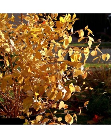 Cornus sanguinea 'Mid Winter Fire' - feuillage automnal