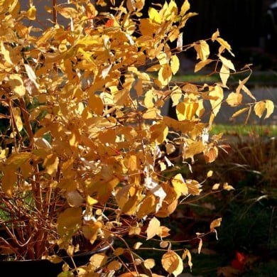 Cornus sanguinea 'Mid Winter Fire' - feuillage automnal