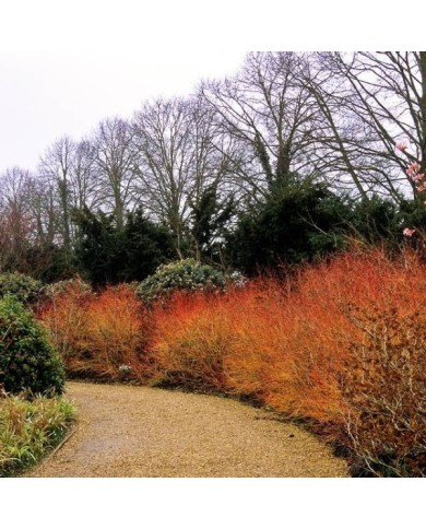 Cornus sanguinea 'Mid Winter Fire' - allée en hiver