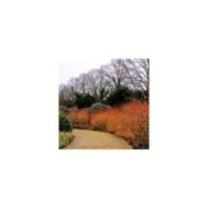 Cornus sanguinea 'Mid Winter Fire' - allée en hiver