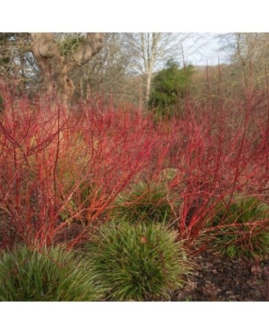 Cornouiller blanc BATON ROUGE® - Cornus alba (Peter / Adobe Stock)