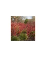 Cornouiller blanc BATON ROUGE® - Cornus alba (Peter / Adobe Stock)