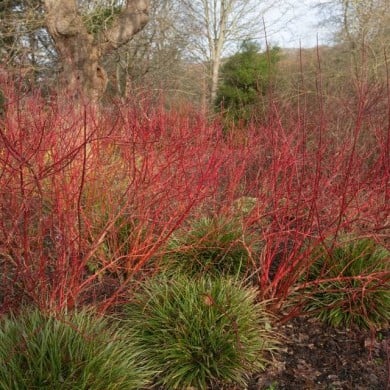 Cornouiller blanc BATON ROUGE® - Cornus alba (Peter / Adobe Stock)
