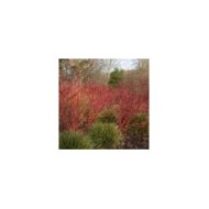 Cornouiller blanc BATON ROUGE® - Cornus alba (Peter / Adobe Stock)
