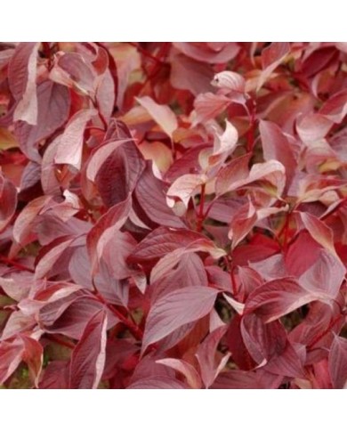 Cornouiller blanc BATON ROUGE® - Cornus alba (Hortival Diffusion)