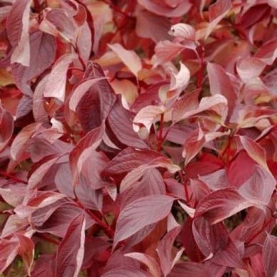 Cornouiller blanc BATON ROUGE® - Cornus alba (Hortival Diffusion)