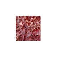 Cornouiller blanc BATON ROUGE® - Cornus alba (Hortival Diffusion)