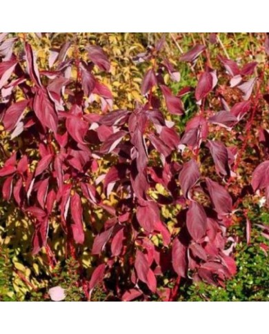 Cornouiller blanc BATON ROUGE® - Cornus alba (Hortival Diffusion)