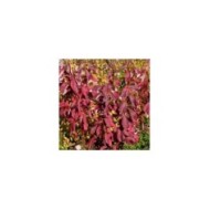 Cornouiller blanc BATON ROUGE® - Cornus alba (Hortival Diffusion)