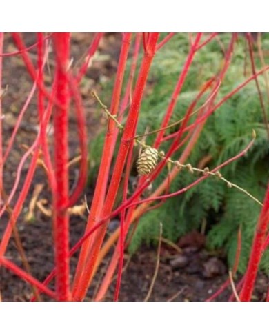 Cornouiller blanc BATON ROUGE® - Cornus alba (Hortival Diffusion)