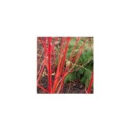 Cornouiller blanc BATON ROUGE® - Cornus alba (Hortival Diffusion)