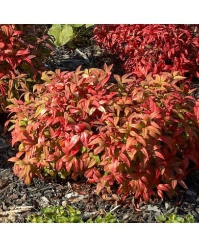 Bambou sacré Fire Power - Nandina domestica (Wouterhagens)
