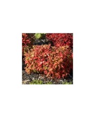 Bambou sacré Fire Power - Nandina domestica (Wouterhagens)