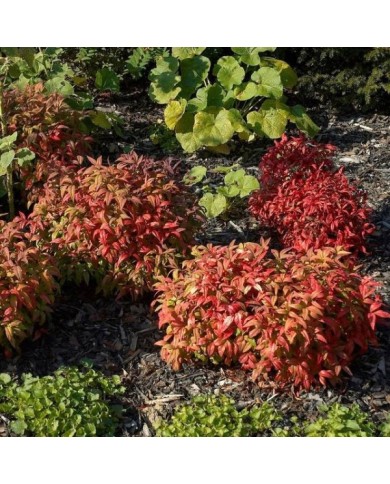 Bambou sacré Fire Power - Nandina domestica (Wouterhagens / Wikimedia)