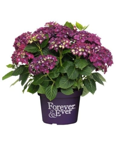 Hydrangea macrophylla Forever&Ever® violet - Hortensia (Forever&Ever®)