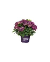 Hydrangea macrophylla Forever&Ever® violet - Hortensia (Forever&Ever®)