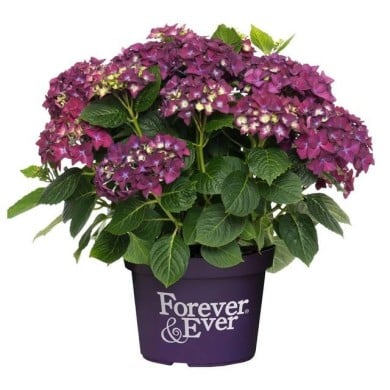 Hydrangea macrophylla Forever&Ever® violet - Hortensia (Forever&Ever®)