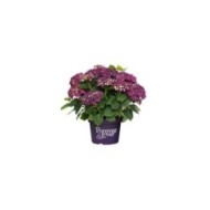 Hydrangea macrophylla Forever&Ever® violet - Hortensia (Forever&Ever®)