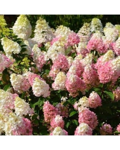 Hydrangea paniculata Sundae Fraise  (Sapho)