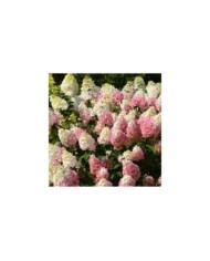 Hydrangea paniculata Sundae Fraise  (Sapho)