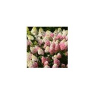 Hydrangea paniculata Sundae Fraise  (Sapho)