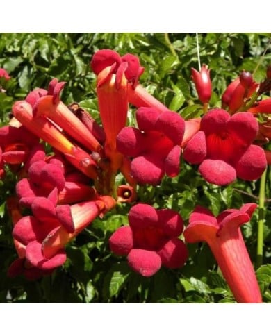 Bignone Atropurpurea