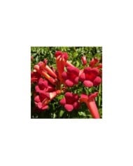 Bignone Atropurpurea