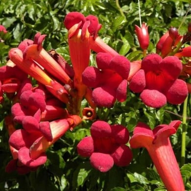 Bignone Atropurpurea