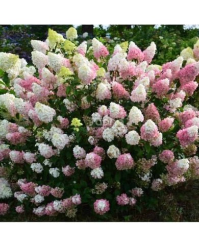 Hydrangea paniculata Sundae Fraise (Sapho)
