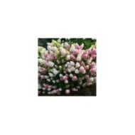 Hydrangea paniculata Sundae Fraise (Sapho)