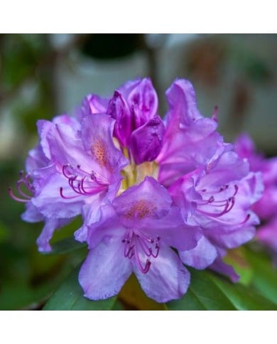 Rhododendron 'Marcel Ménard'