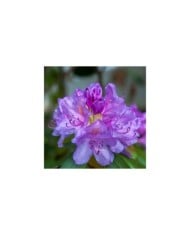 Rhododendron 'Marcel Ménard'