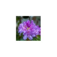 Rhododendron 'Marcel Ménard'