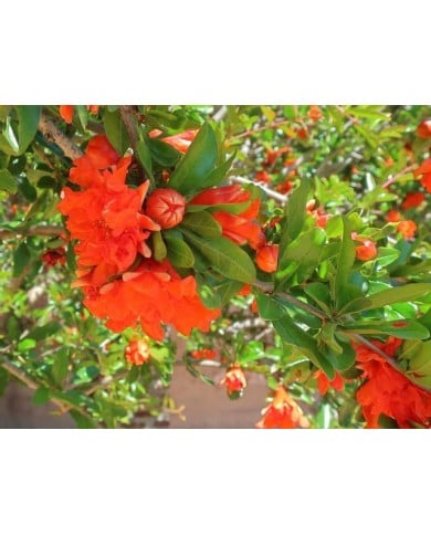 Grenadier double en fleurs
